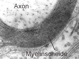 Elektronenmikroskopische Aufnahme eines Querschnitts durch ein myelinisiertes Axon - Bildquelle: www. biokurs.de